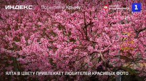 Ялта в цвету привлекает любителей красивых фото