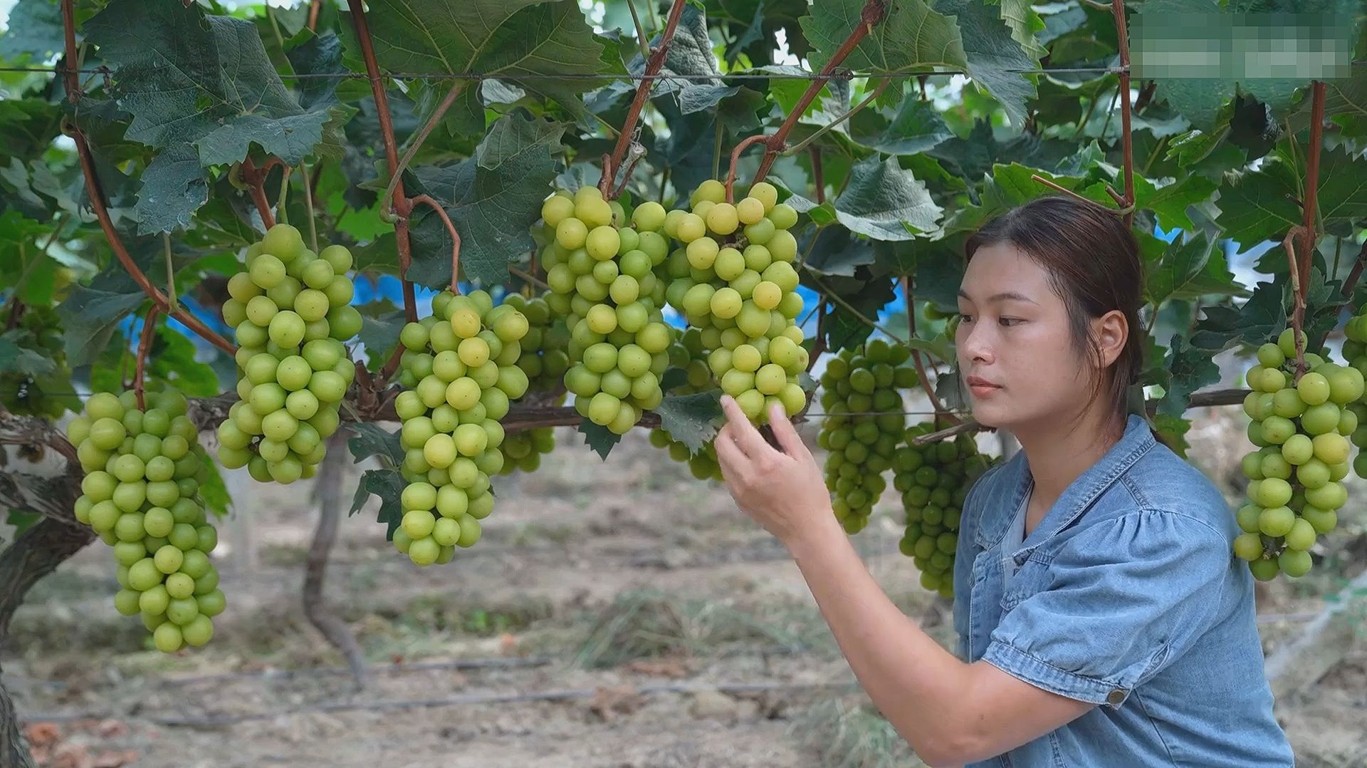 Лун Мэймэй Л - Приторно-сладкий мускат, не ожидала что он будет таким вкусным