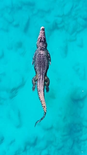 Грация крокодила.