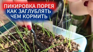 Пикировка лука порея: как правильно заглубить, чем подкормить для утолщения пера.