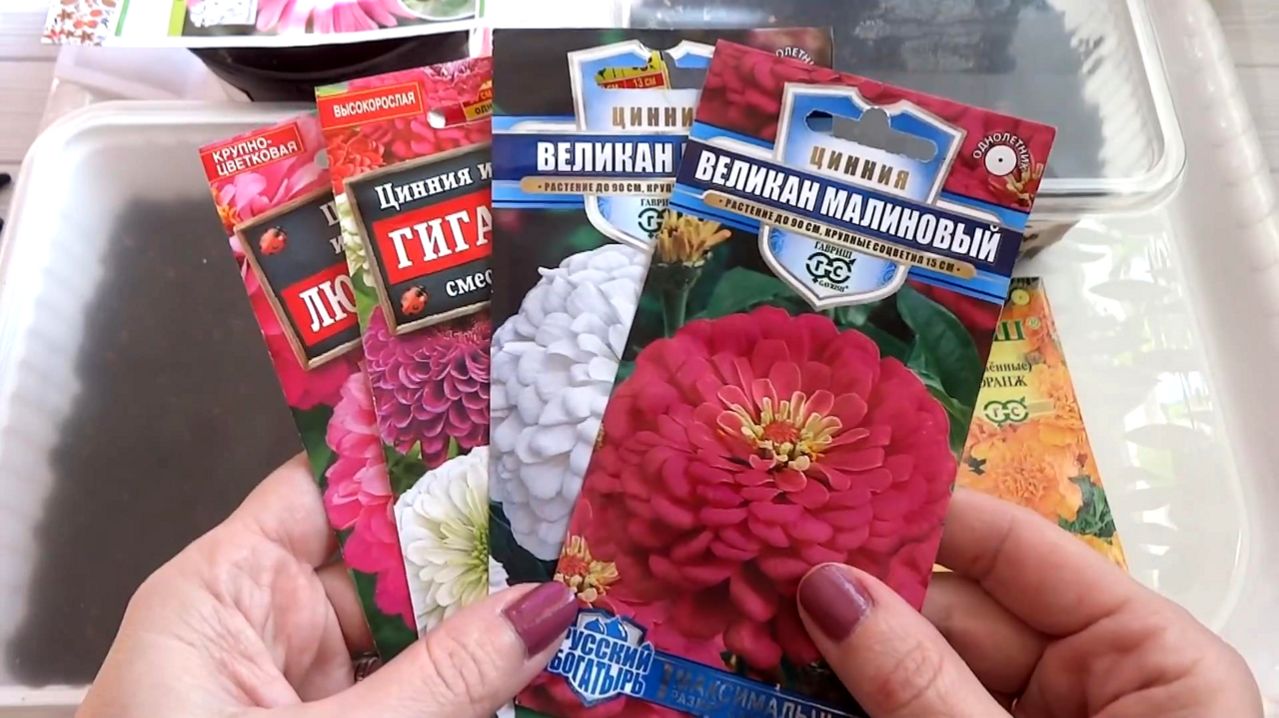 Посев семян цветов на рассаду Рудбекия, Цинния, Бархатцы🌺 Архив (Западная Сибирь)
