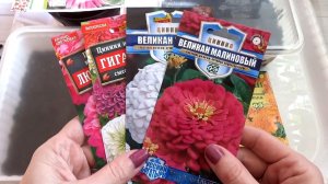 Посев семян цветов на рассаду Рудбекия, Цинния, Бархатцы🌺 Архив (Западная Сибирь)