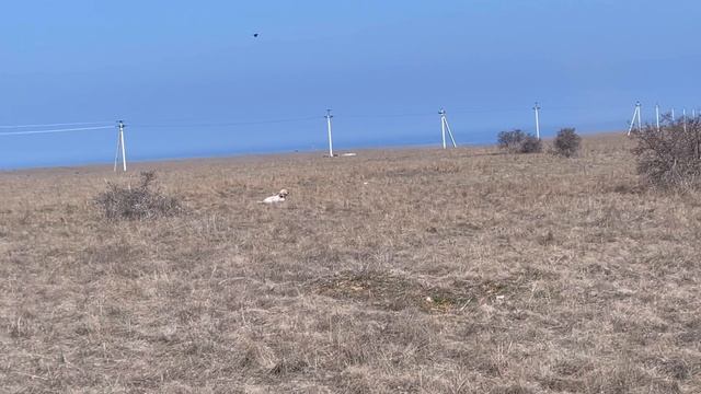 Федора и Хитрый. 27.03.26