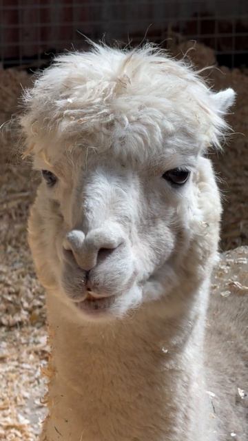 Поезд на краю ледяного мира #пейзаж #путешествия #лед