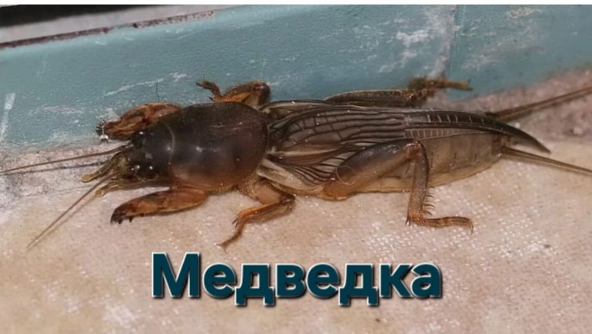 Насекомое-вредитель МЕДВЕДКА. Уже проснулась и ждёт чем бы полакомиться ))