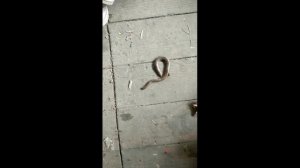 Кто это? Страшно