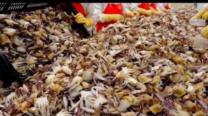 краб в соевом соусе и краб в остром соусе. Корея