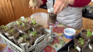 Продолжаю подкармливать томатов, низкорослых и индетов.