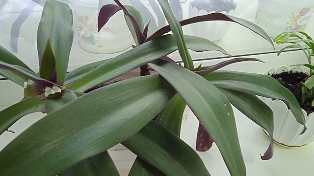 Традесканция Рэо ладья Моисея: уход в домашних условиях