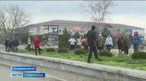 Тысячи роз высадили в селе Кочубеевское на Ставрополье