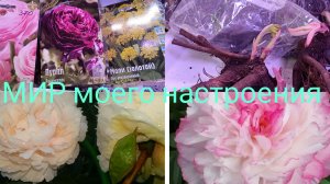 24.03.26 Обзор покупки новые Пионы и Ранункулюсы