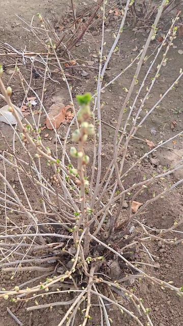 #огород подпишитесь пожалуйста 🙏