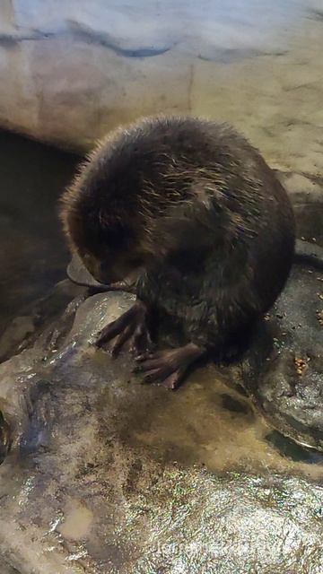 Бобёр  гурман и чистюля