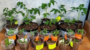 Моя самая крепкая,здоровая,изумрудная рассада томатов от А до Я.Эксперименты.