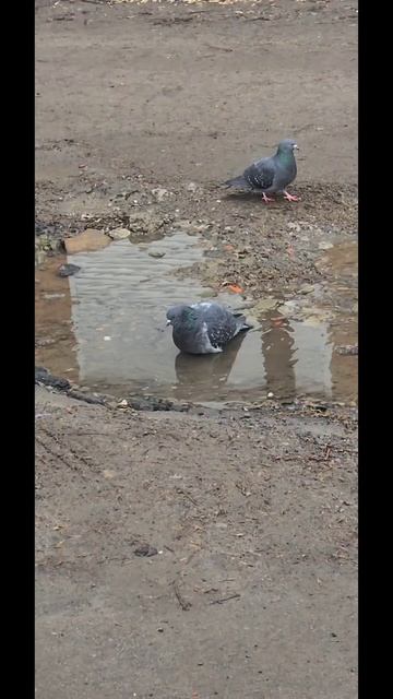 попу мыть надо каждый день :)