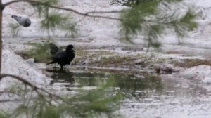 Грачи купаются)