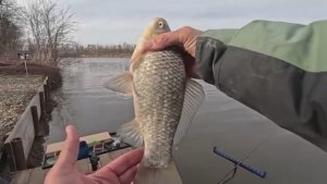 Закрытие зимнего сезона, рыбалка на карася и леща.