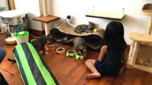 Котики пытались подружиться с Настей в Кошачьем Кафе [get.gt]