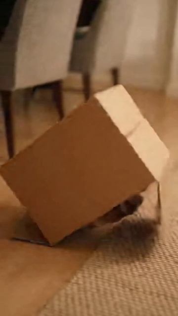 Коробочный трансформер #cat #веселыекоты #funnycats #красиваякошка #видосыоткота #видосыоткота #cute