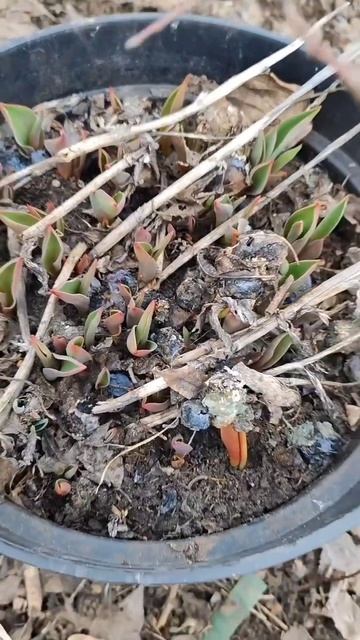 Каждая весна начинается с этого