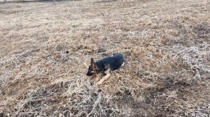 Мы с Норой снова на прогулке!!!)))