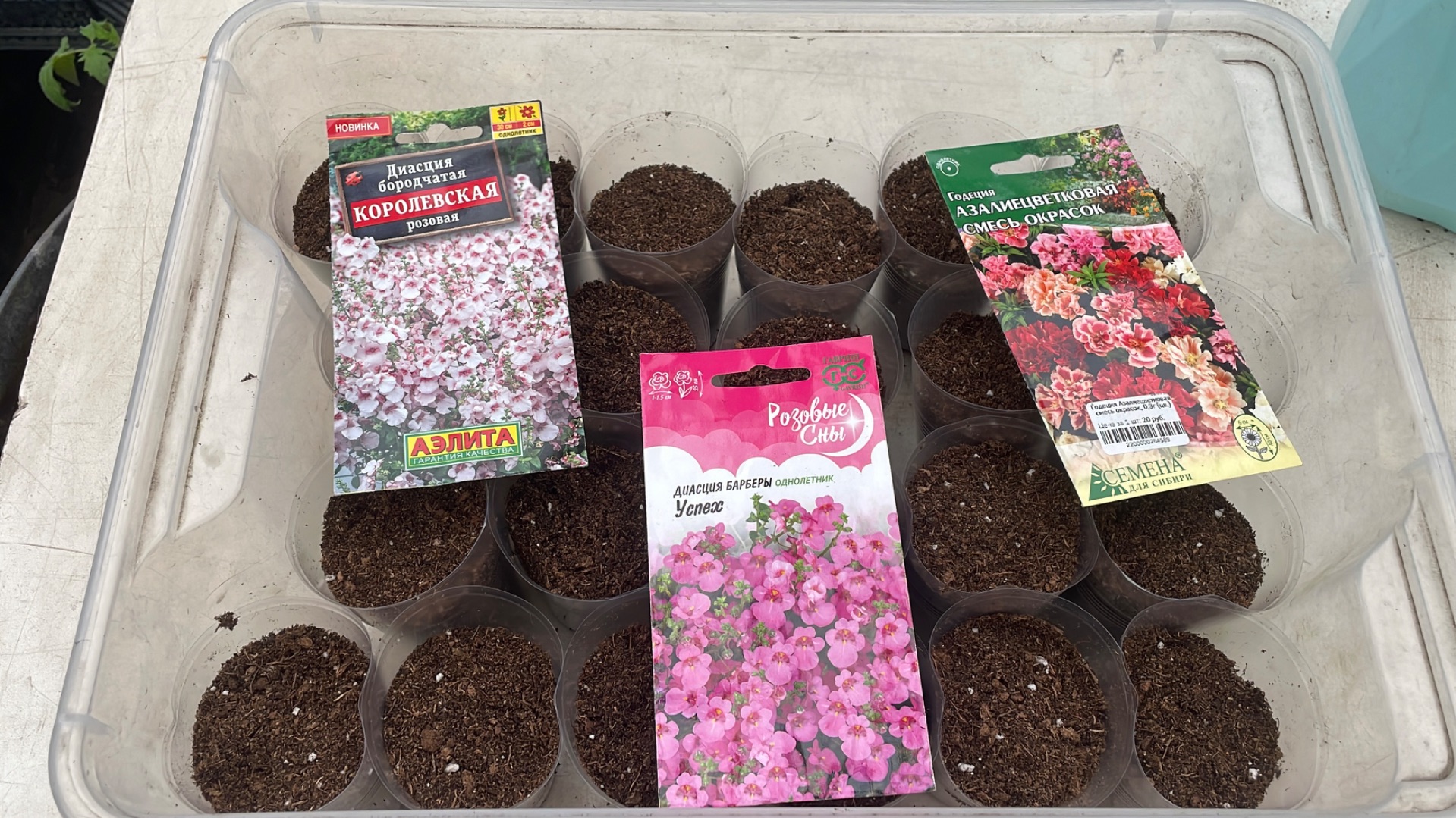 Последние посевы цветов в этом сезоне - это Годеция, Немезия, Диасция и отклоненные Бархатцы.