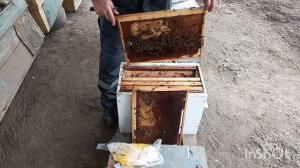 Подсадка матки ,есть расплод.