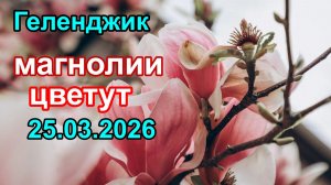 В Геленджике цветут магнолии 25 марта 2026