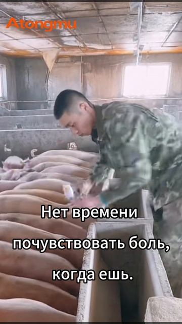 Я очень занят во время еды! #Вакцинация #Дневник свинофермы