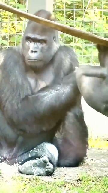 #Funny joke,#Funny video,#video top😂 (2)