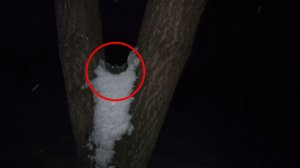 Страшное животное пряталось и попался - Загадочный зверь