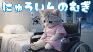 【Офисный котик Муги】Перелом, ня...!? Репортаж из жизни Муги, который впервые попал в больницу 🐱🦴