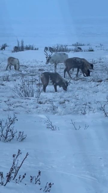 Атмосфера дальнего севера. Встретили  коренных Ненцев по дороге к Сапочной Карге #акульчев #север