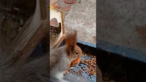 витамины для белок