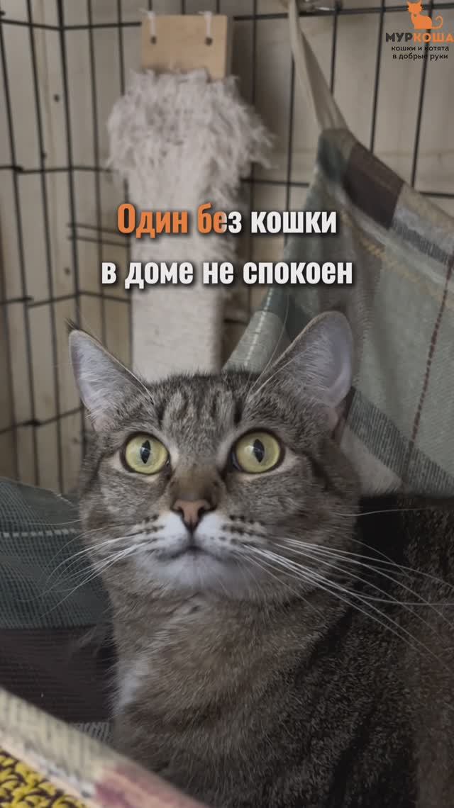 Имба ждёт вас в приюте #Муркоша
