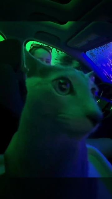 Котик впервые побывал внутри машины во время мойки. Второго раза не будет👀