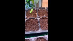 Моя рассада перцы, баклажаны и помидоры