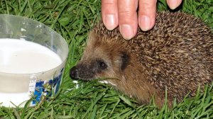 Ну вот и поел...