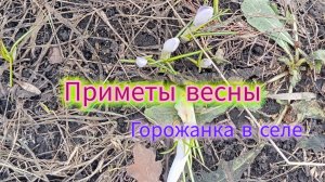 Приметы весны.