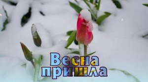 Футаж. Весна пришла 22