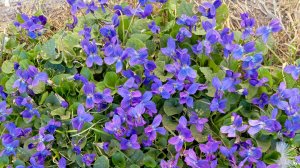 СП "Температурный плед с Катериной Штурм" Отчет прекрасного солнечного марта.