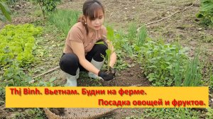 Thị Bình. Вьетнам. Будни на ферме. Посадка овощей и фруктов.