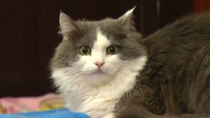 Время местное. Эфир: 27-03-2026 - День мартовских котов