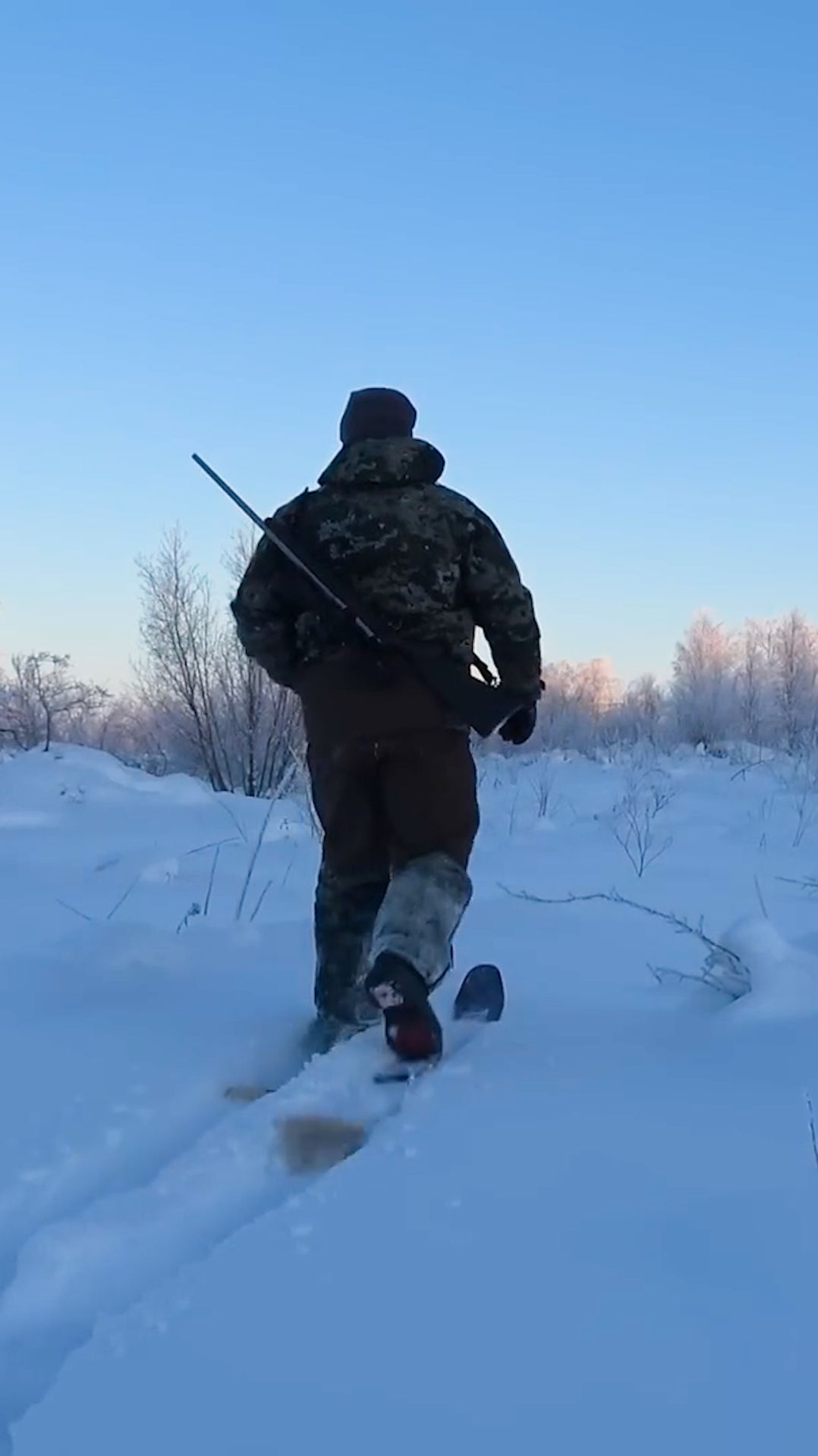 Охота на глухаря с мелкашкй. Выход в – 30 °C мороза. Глухариные стаи на березах.