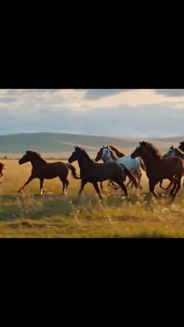 #horses #herd #animals #nature #fyp