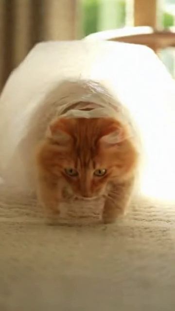 Пакетный парашютист #cat #веселыекоты #funnycats #красиваякошка #видосыоткота #видосыоткота #funny