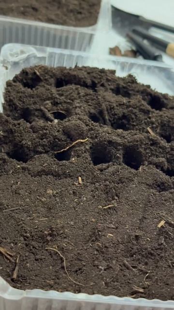 Посев рассады помидор