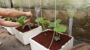 Как вырастить огромные огурцы ультра современным методом