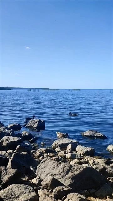 Утки на Финском заливе