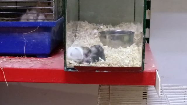 #хомячки#битва#